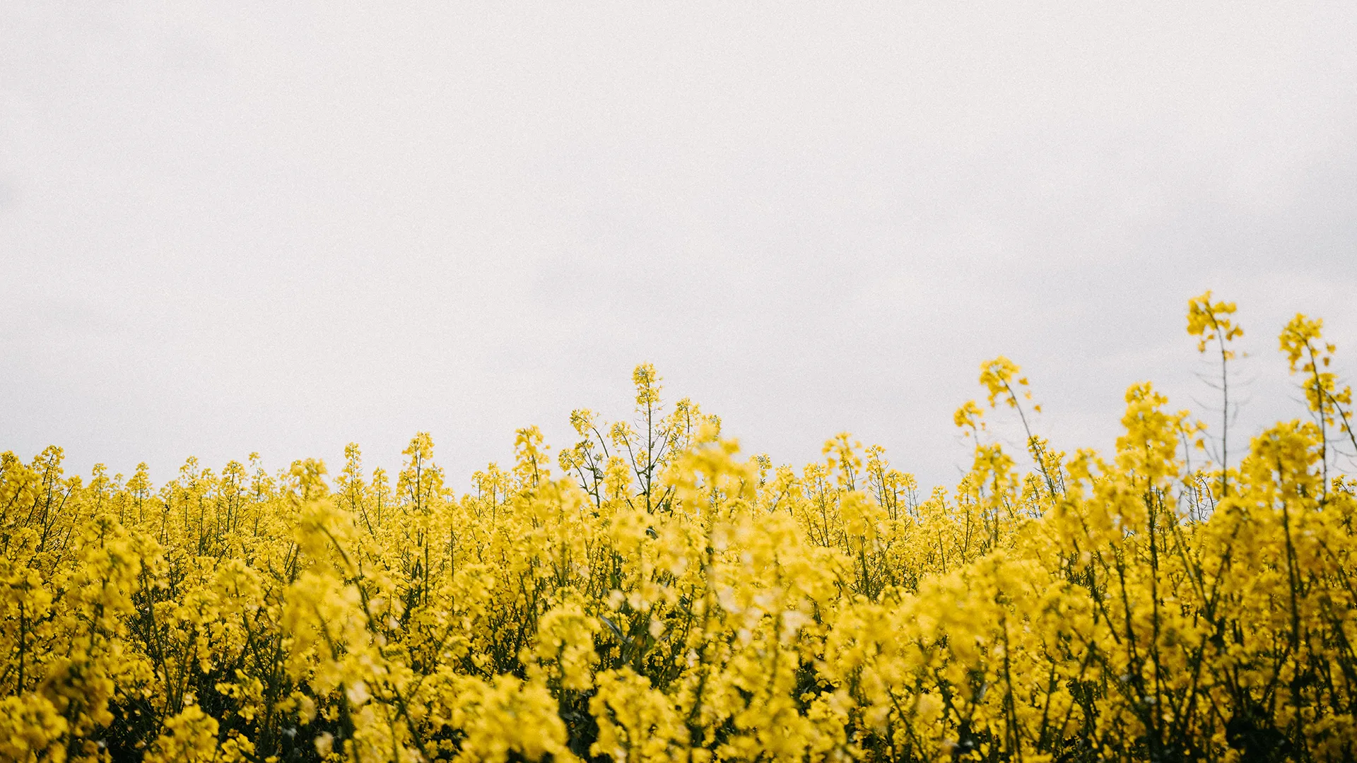 canola field