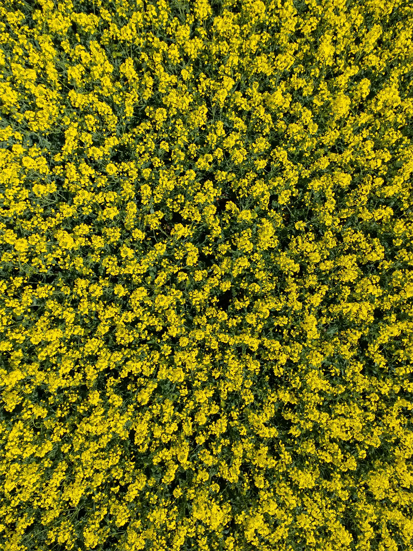 canola field