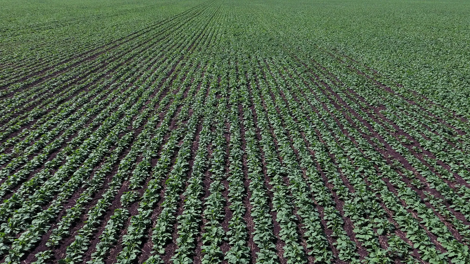 field with using R.R.V. Canola Disk