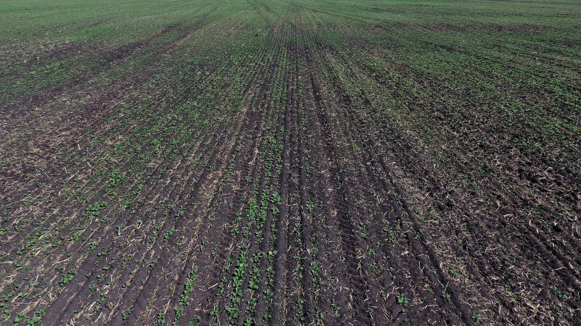 field without using R.R.V. Canola Disk